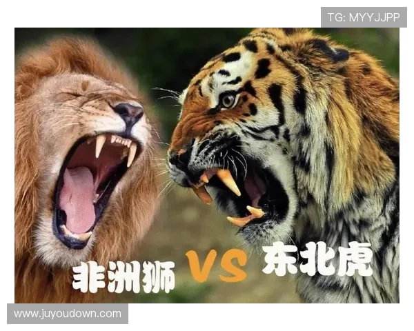 老虎大学与纽约城的激烈对决揭示了高校体育的魅力与竞争精神